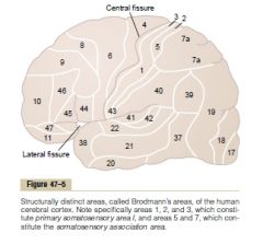 Neuro 360 week 1 - cisterns and meninges Flashcards