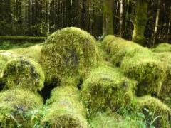 moss or green mould