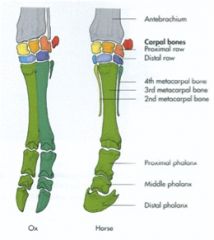 Gross - Spring - Osteology and Muscles of the Distal Thoracic Limb ...