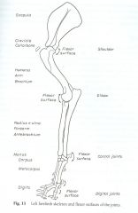 anatomy forelimb skeleton gross cram flashcards identify structures surfaces flexor