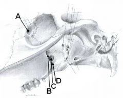 Bryan - Gross Anatomy - Large Animal Osteology of the Head and Neck