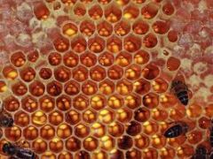 (n) a cell in a honeycomb