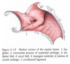 Gross - Spring - Equine and Ruminant Larynx - MT1 Flashcards - Cram.com
