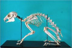 zGross - Lab Animal Anatomy Slides Rabbit and Guinea Pig - Final ...