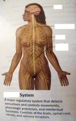 Human Anatomy Chapter 1 and 17 Flashcards - Cram.com