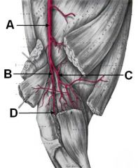 Bryan - Gross Anatomy - Vessels of the Pelvic Limb - Winter 2010