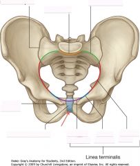 Human Development: Pelvic Anatomy Structures Flashcards - Cram.com