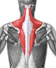 Anatomy 1 Shoulder Arm Muscles Flashcards Cram Com