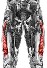 Anatomy 1 - Pelvic Girdle & Leg Muscles Flashcards - Cram.com