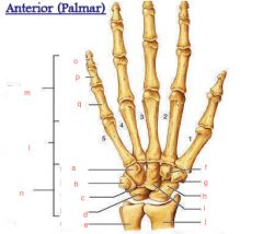 Anatomy hand and wrist Flashcards - Cram.com