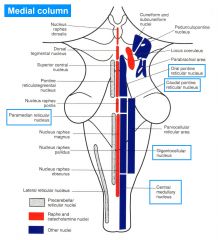 Neuroanatomy-Reticular & Limbic sys Flashcards - Cram.com