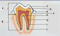 Dentistry: Anatomy Flashcards - Cram.com
