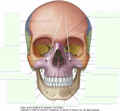 Foundations II: Skull Anatomy Flashcards - Cram.com