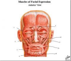 Face and Scalp Anatomy Flashcards - Cram.com