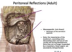 GIWK1- 3-1 Anatomy Inguinal/Abdomen Flashcards - Cram.com