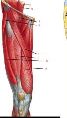 anatomy femoral triangle 10/1 Flashcards - Cram.com