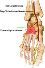 AnatomyClass_LowerLimbs2 Flashcards - Cram.com