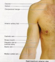 anatomical landmarks of the body Flashcards - Cram.com